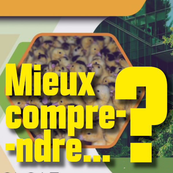 Les subventions allouées à la filière fois gras en Nouvelle-Aquitaine